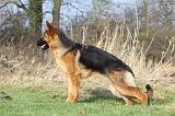 BERGER ALLEMAND 860